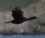 84.jpeg - 2018:08:25 03:17:45