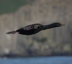 85.jpeg - 2018:08:25 03:17:45