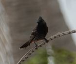 036.jpeg - 2018:09:02 01:48:05