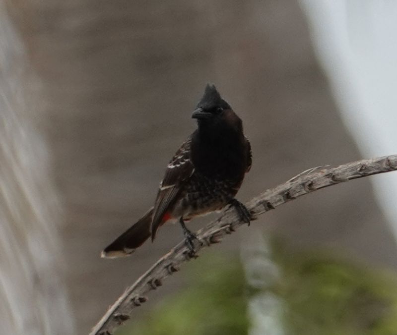 Viewing photos→2018→2018-09-02→036