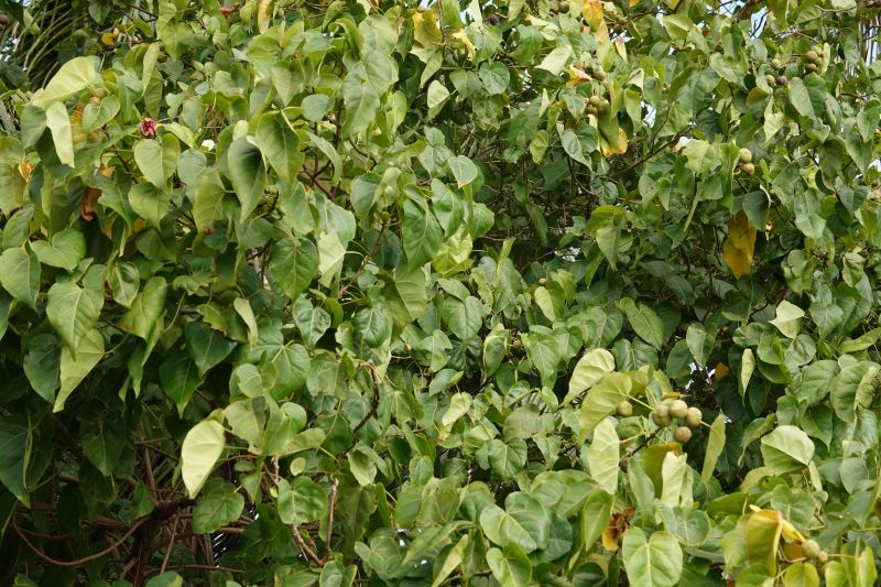 Viewing photos→2018→2018-09-02→065