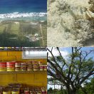 2018-09-03 - 2018-09-10<br/>
<b>Tongatapu, Tonga</b>
