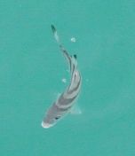 27.jpeg - 2018:09:03 17:54:27