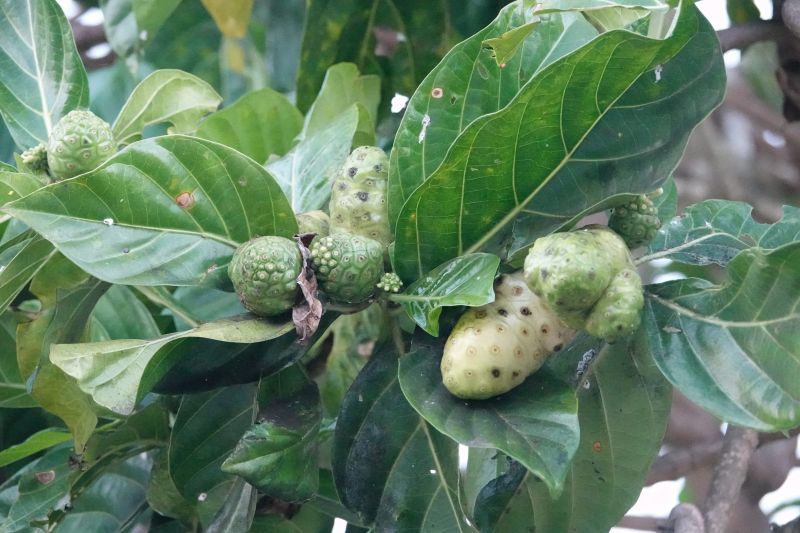 Viewing photos→2018→2018-09-03-2→35