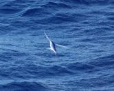 009.jpeg - 2018:09:03 20:18:56