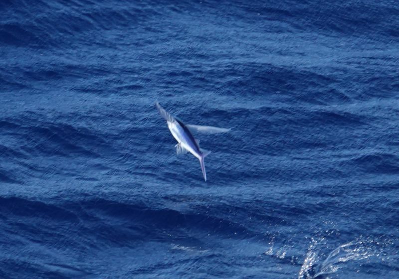 <i>Exocoetidae</i> (Flyingfishes)