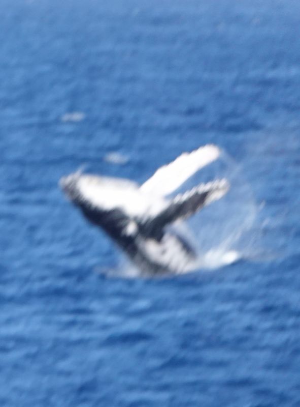 <i>Megaptera novaeangliae</i> (Humpback Whale)