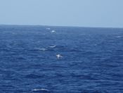 016.jpeg - 2018:09:03 20:26:18