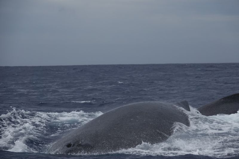 Viewing photos→2018→2018-09-04-0→033