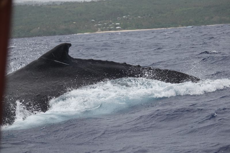 Viewing photos→2018→2018-09-04-0→035