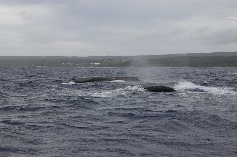 Viewing photos→2018→2018-09-04-0→043