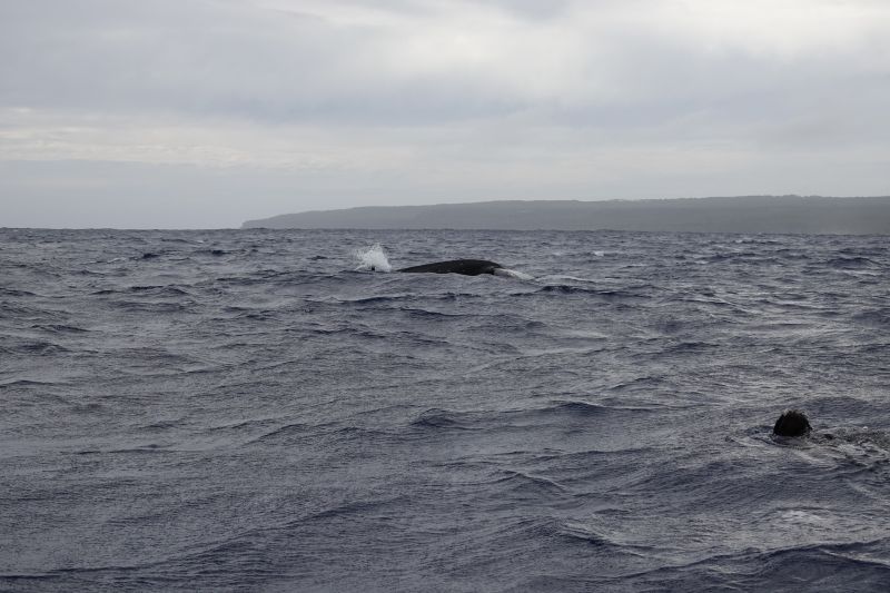 Viewing photos→2018→2018-09-04-0→045