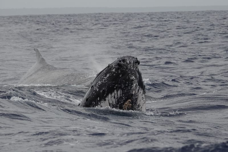 Viewing photos→2018→2018-09-04-0→075