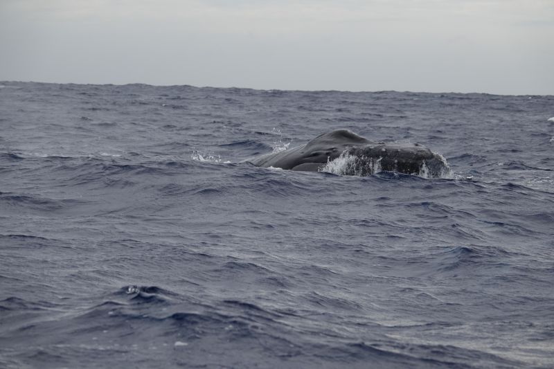 Viewing photos→2018→2018-09-04-0→097