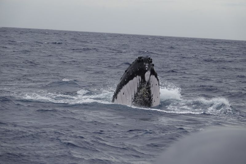 Viewing photos→2018→2018-09-04-0→099