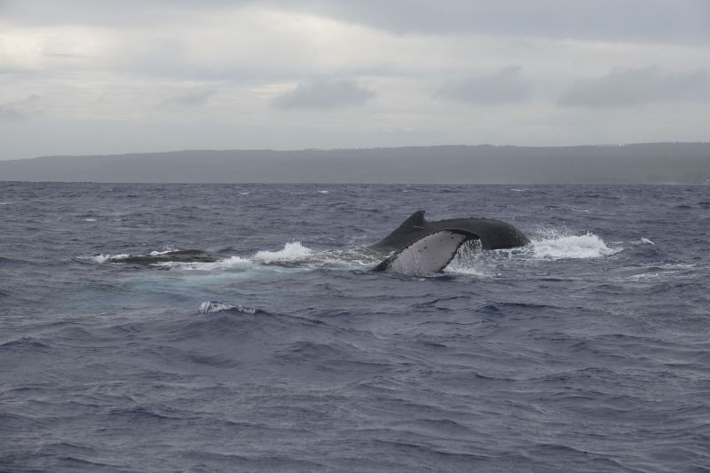 Viewing photos→2018→2018-09-04-0→110