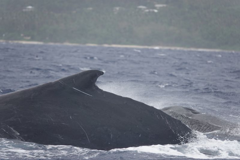 Viewing photos→2018→2018-09-04-0→136