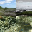 2018-09-04 - 2018-09-07<br/>
<b>Wildlife on the coast of ʻEua, Tonga</b>
