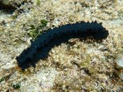 042.jpg - 2018:09:06 23:16:54