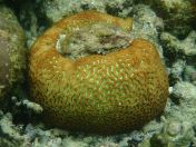 043.jpg - 2018:09:06 23:17:46