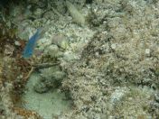 056.jpg - 2018:09:06 23:24:31