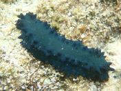 064.jpg - 2018:09:06 23:30:01