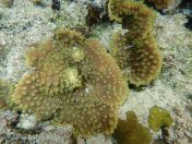 067.jpg - 2018:09:06 23:32:28