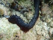 068.jpg - 2018:09:06 23:32:31