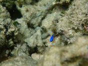 069.jpg - 2018:09:06 23:36:35