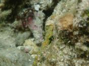 071.jpg - 2018:09:06 23:37:20