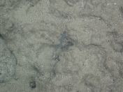 086.jpg - 2018:09:07 00:01:29