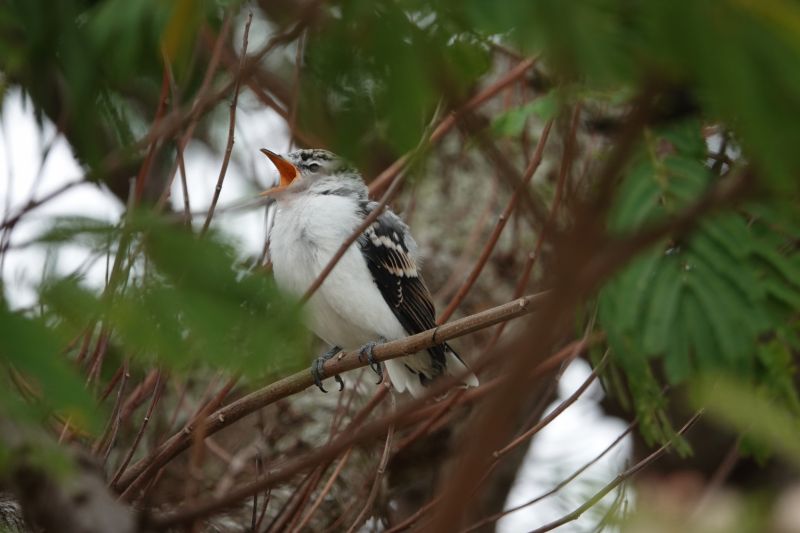 Viewing photos→2018→2018-09-04-2→099