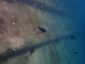 13.jpg - 2018:09:09 01:54:50