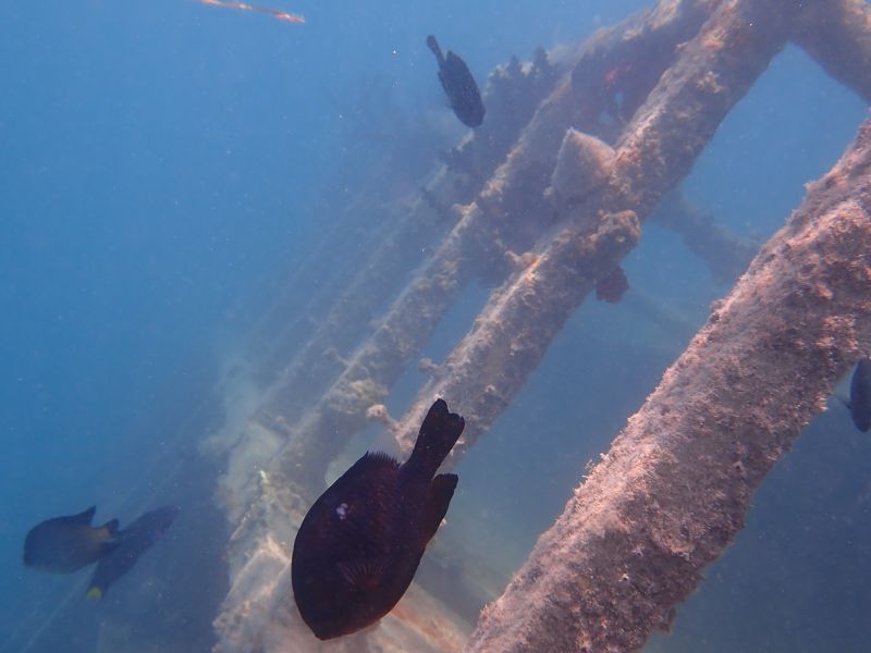 Viewing photos→2018→2018-09-09→21