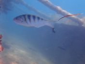 23.jpg - 2018:09:09 01:59:12