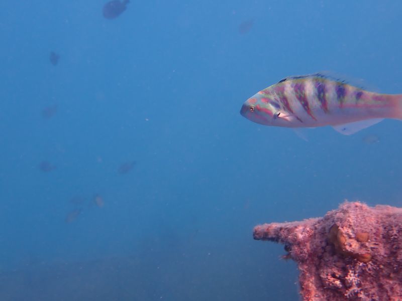 Viewing photos→2018→2018-09-09→25