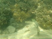 43.jpg - 2018:09:09 03:09:44