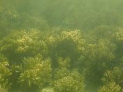 52.jpg - 2018:09:09 03:15:04