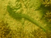 61.jpg - 2018:09:09 03:18:19