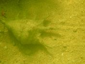 62.jpg - 2018:09:09 03:18:32