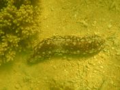 63.jpg - 2018:09:09 03:20:49