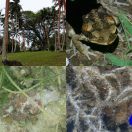 2018-09-10 - 2018-09-14<br/>
<b>Around Taveuni, Fiji</b>
