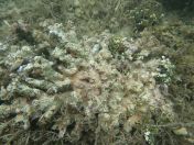 29.jpg - 2018:09:13 04:06:02