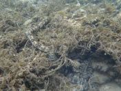 30.jpg - 2018:09:13 04:08:44