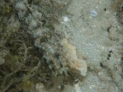 37.jpg - 2018:09:13 04:15:05