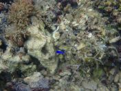 39.jpg - 2018:09:13 04:16:49