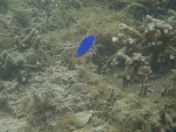 41.jpg - 2018:09:13 04:18:51