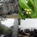 2018-09-11<br/>
<b>Lavena Coastal Walk, Taveuni, Fiji</b>
