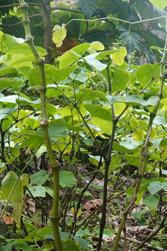 Viewing photos→2018→2018-09-11→007