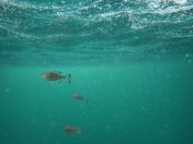 049.jpg - 2018:09:11 00:13:14